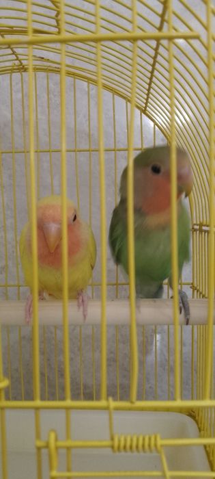 Ручные птенцы неразлучников