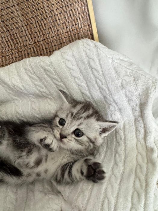 Котята ищут любящих хозяев!
