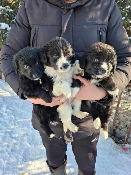 Отдадим щенят в хорошие руки