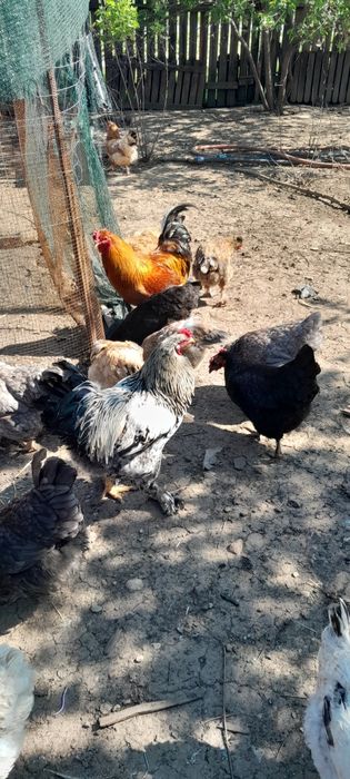 Ouă de consum și incubat