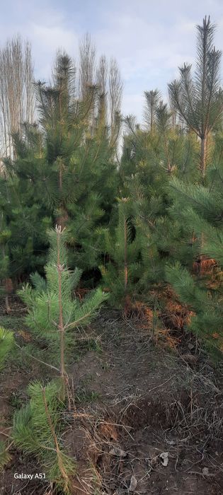 Sasna tozasi sotiladi 1,2,3metrlilari bor