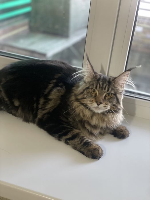 Продам котенка девочку мейн кун