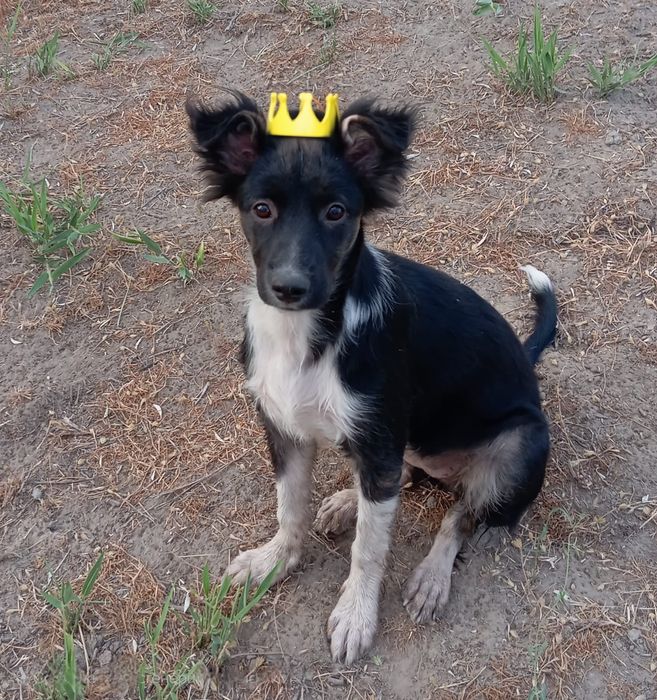 Щенок ищет дом, отдаётся щенок в добрые руки