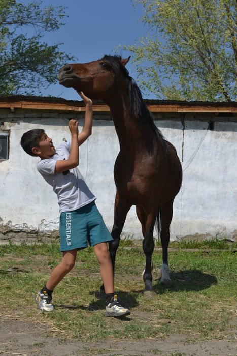 Жеребец Англо Арап