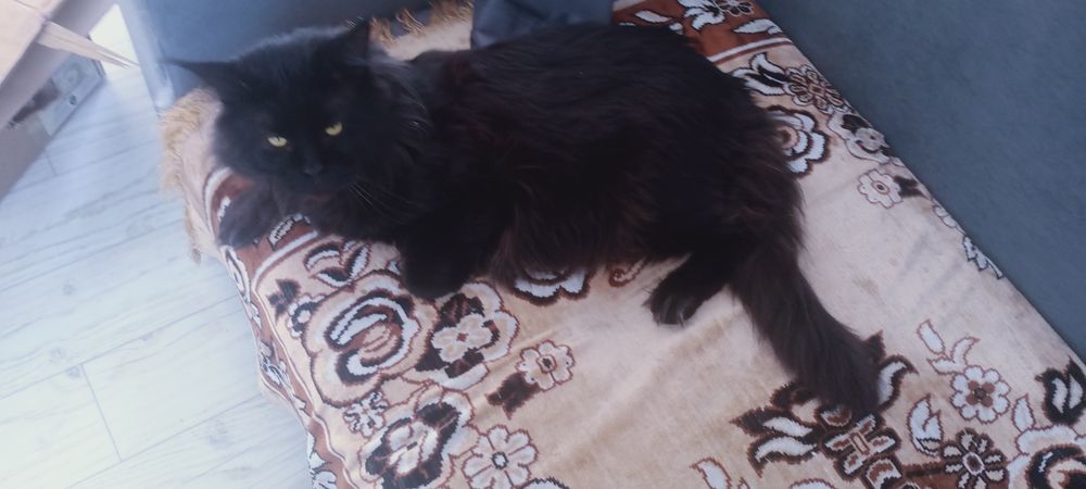 Мейн кун  кот для случки