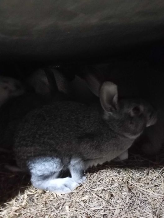 Продам кроликов!