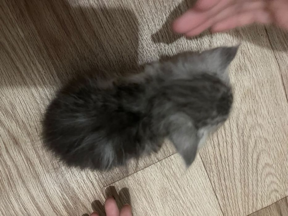 Отдам котят в добрые руки
