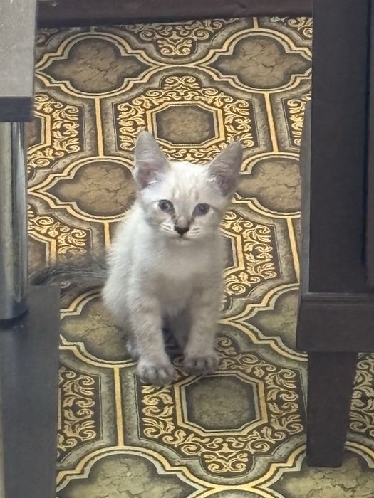 Отдам котят в хорошое руки