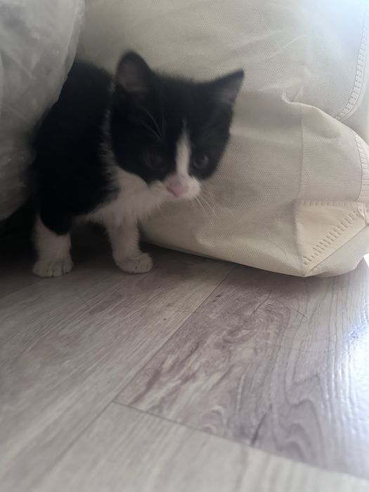 Отдадим котят в добрые руки