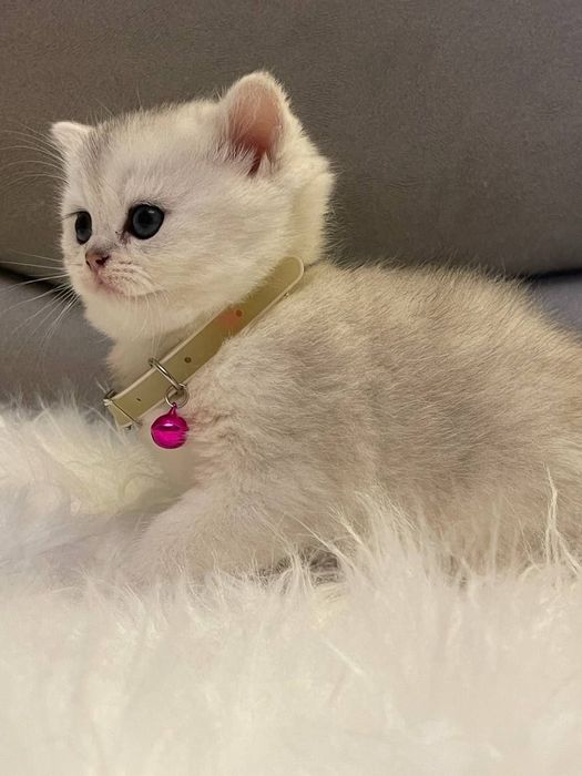 Продаётся Серебристая шиншилла.