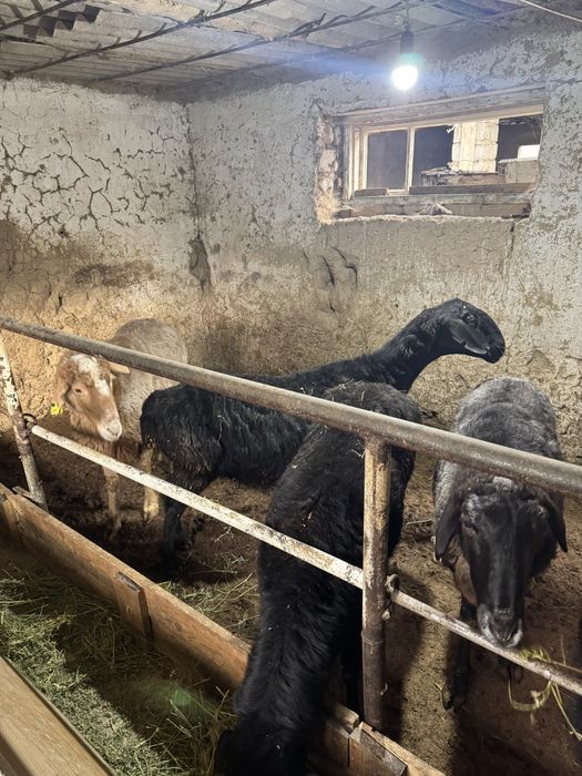 қойлар сатыладыы