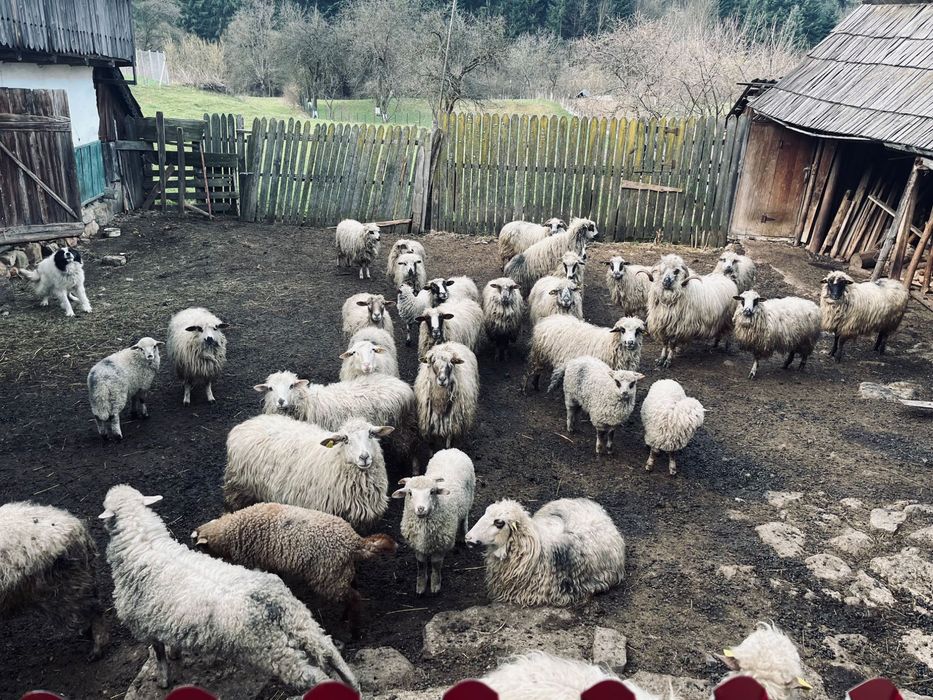 animale oi si miei