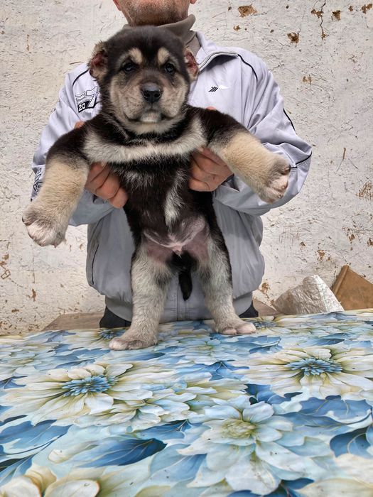 Щенок Алабая ( супер скидка )