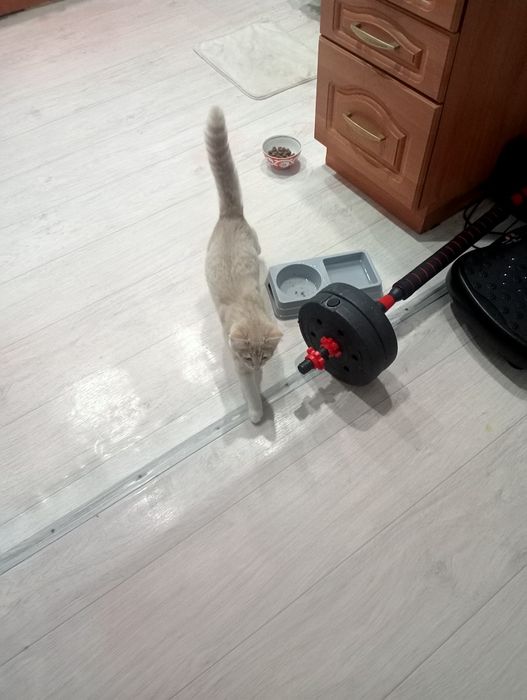 Отдам в хорошие руки
