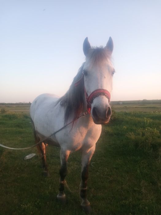 Vînd iapa are 8 ani