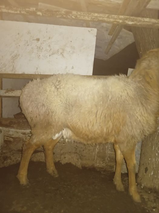 Srochna Qochqor zotdor arashan sotiladi