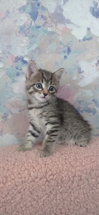 Отдам котят! Мальчики и девочка