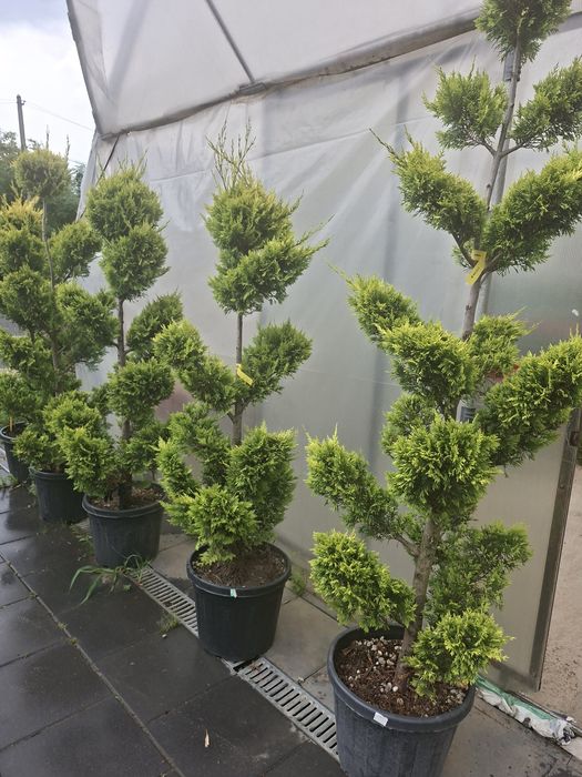 Bonsai gold 1m50