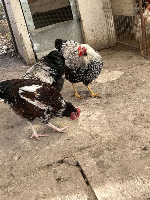 Cocosi de 7 luni  susex si wyandote