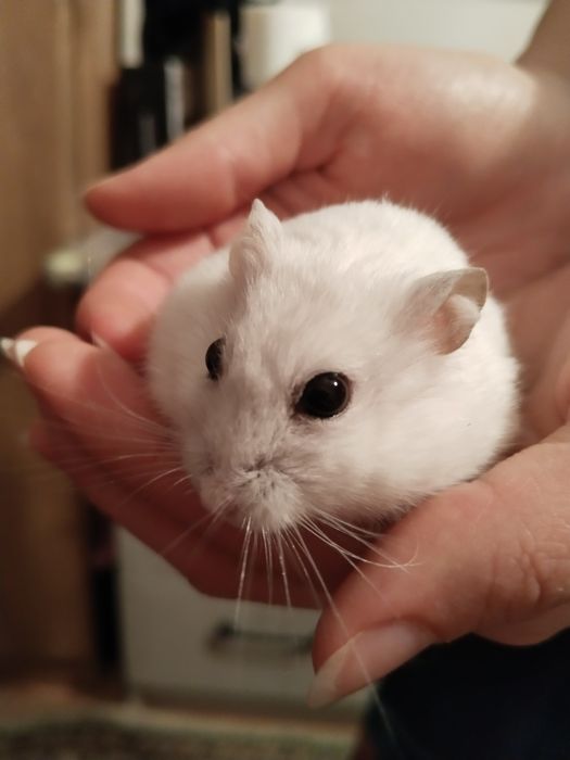 Джунгарские хомячки