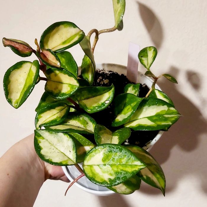 Хойя Pink princess