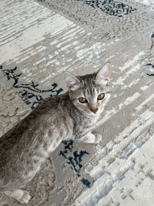 Котенок пародистая продам