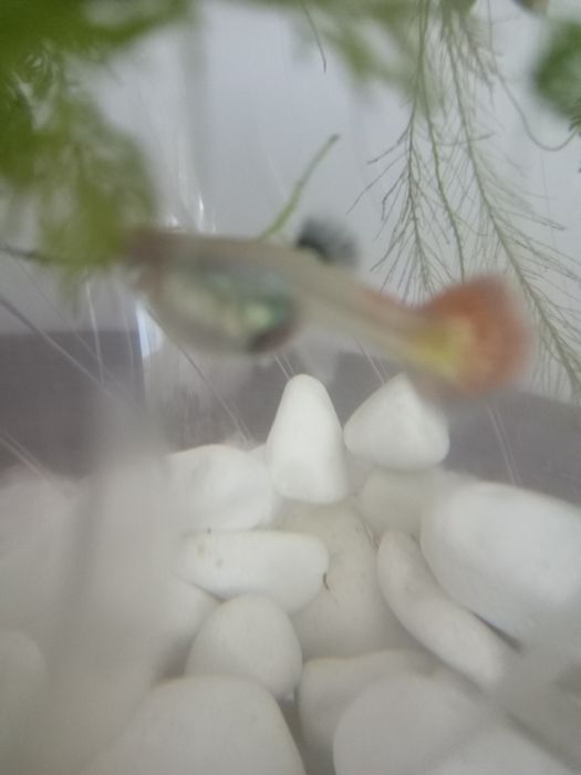 Vând pesti guppy