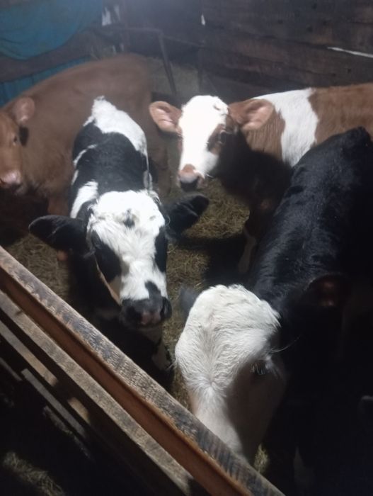 Продам телят нынешних