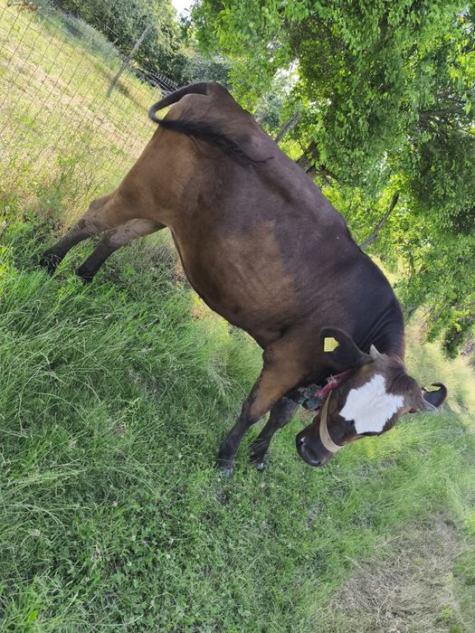 Junica și o vitea holstein