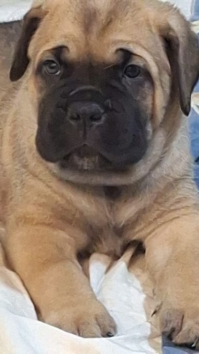 Mascul cane corso fawn