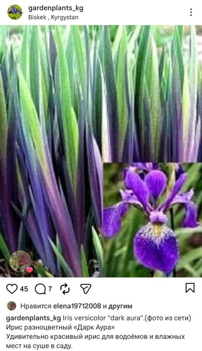 Садовые цветы,  многолетники