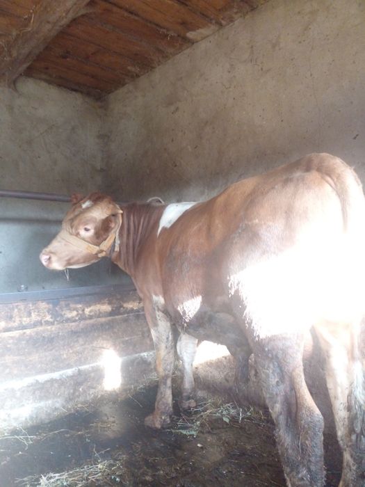 Tauri.Disponibili