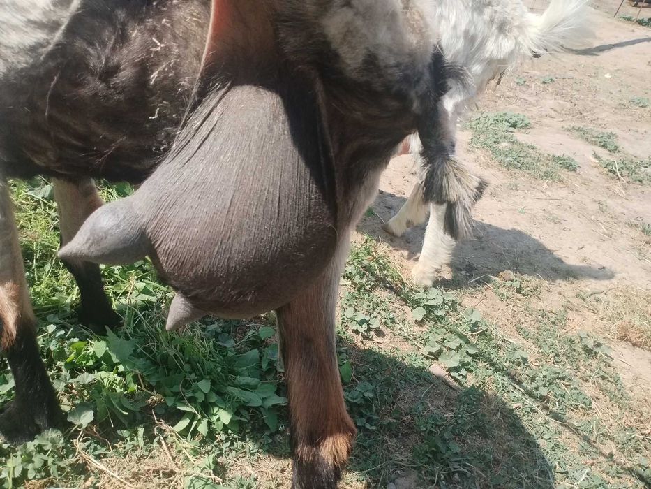 Сауын Ешкилер бар