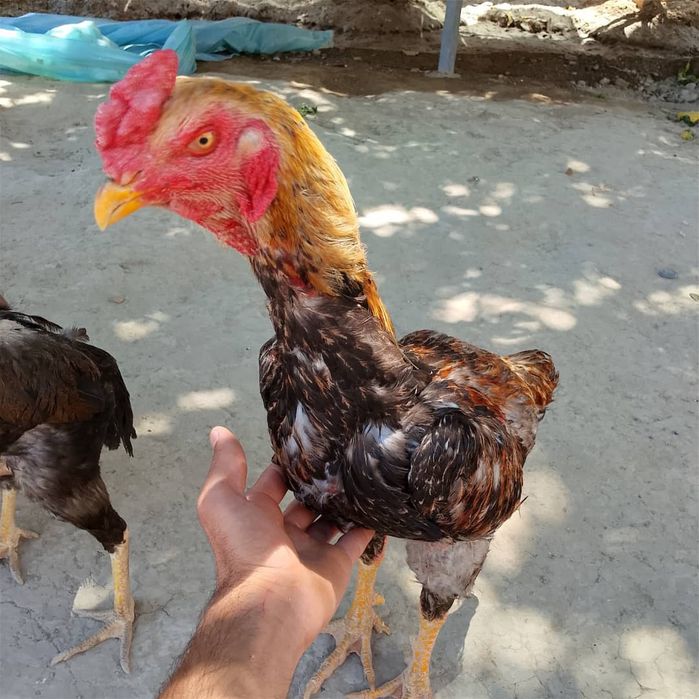Kulangi tuxumlariga zakaz olamiz