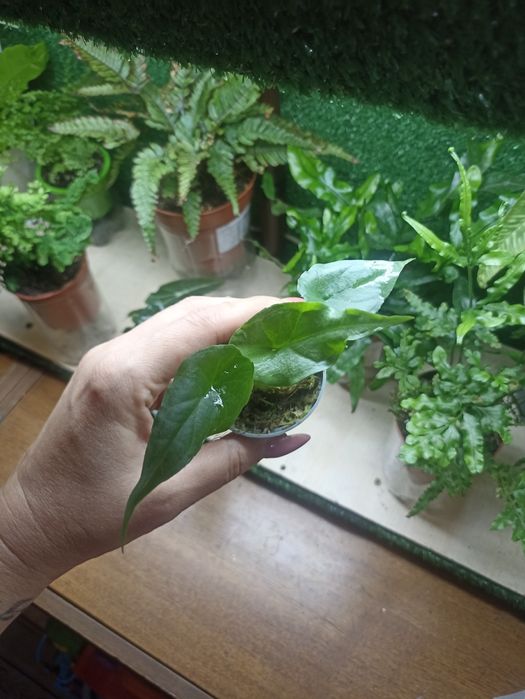 Алоказия Серебряный дракон