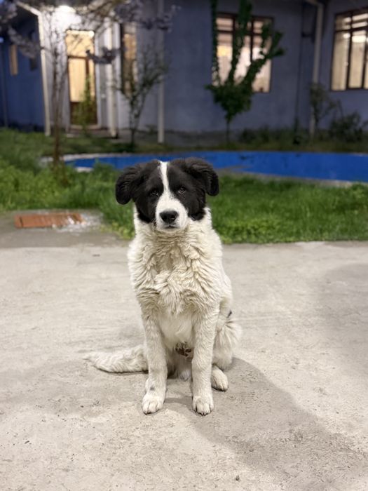 Преданный щенок ждёт своего хозяина! Заберите друга домой