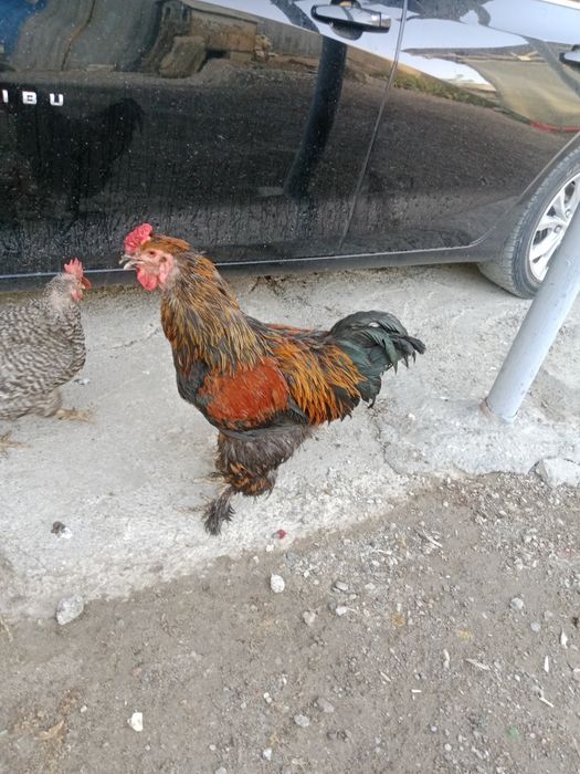 Продам петуха 4 года,