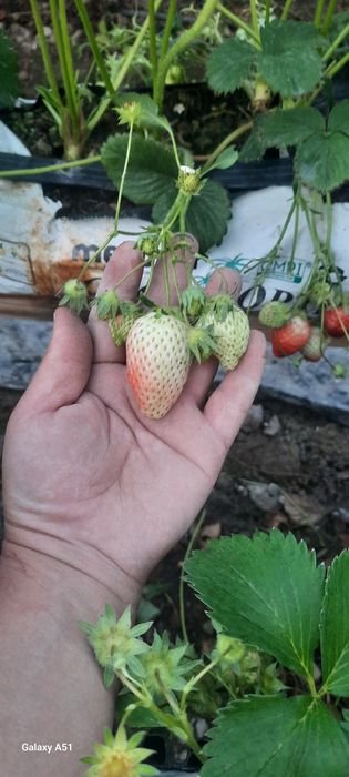 Kinsberry tanoblari zakazga bor