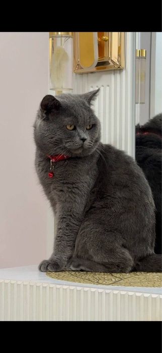 Mushuk sotiladi 1 yosh