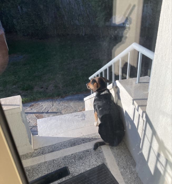 Подарявам си кученцето