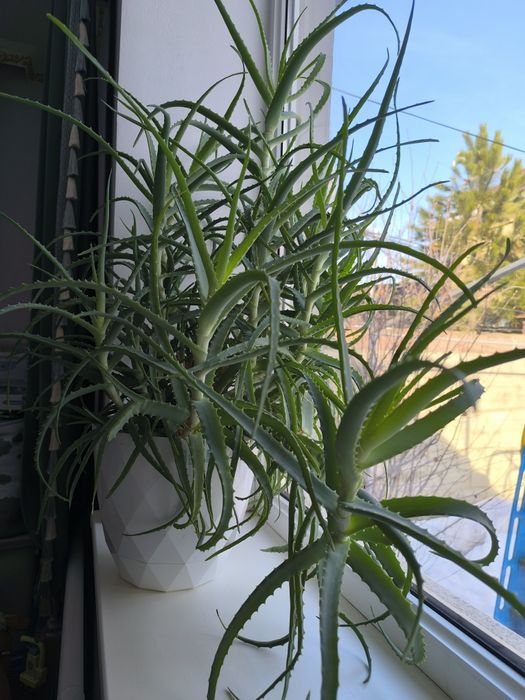 Комнатное растение АЛОЭ