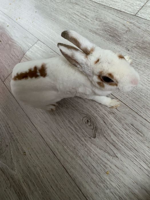 Обменяю на двух попугаев без клетки