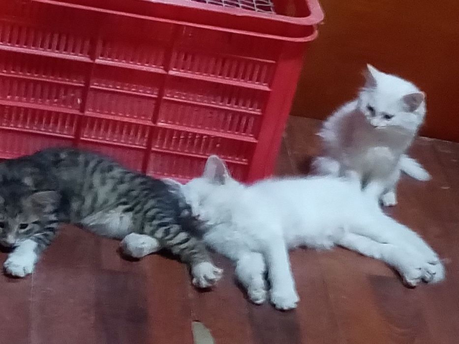 Котята бесплатно