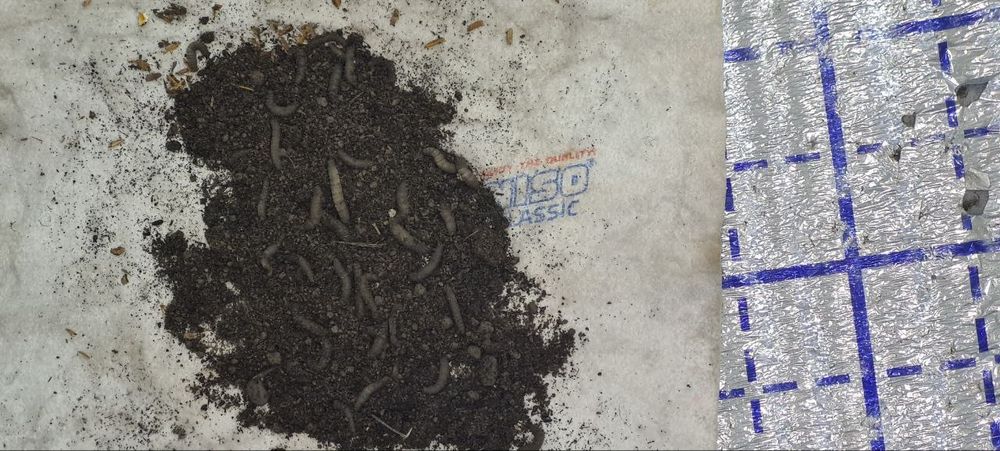 Маринка ишкибозлари,Сазан ишкибозлари