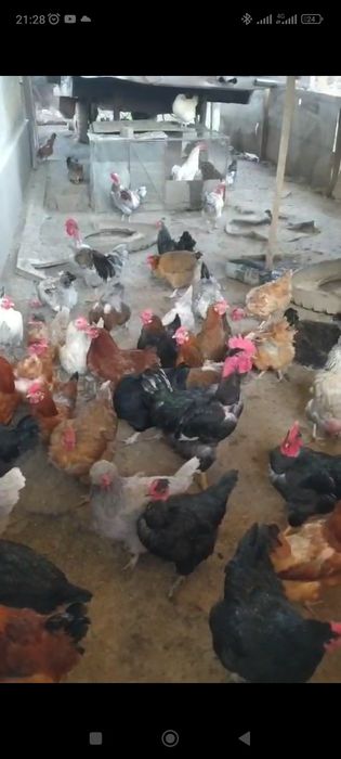 Продам инкубационные яйца