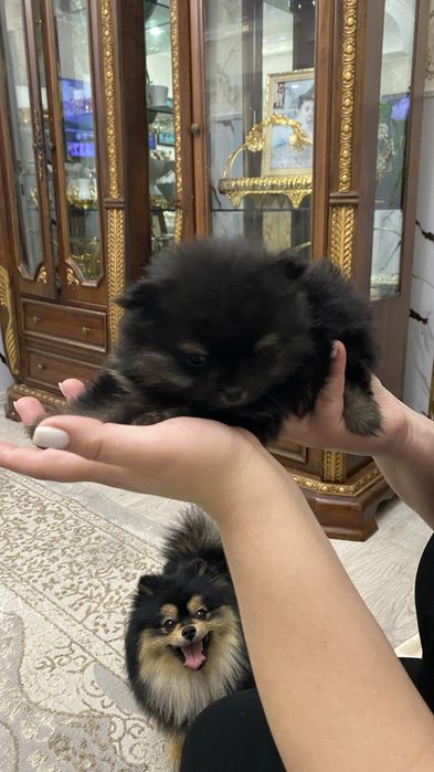 Продам памеранского шпица