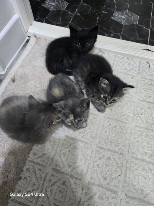 Котята европеец бесплатно