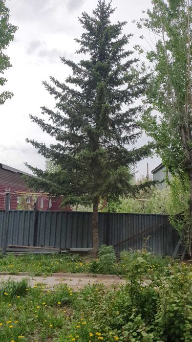 продам деревья недорого