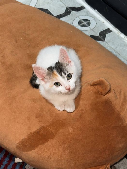 Котята домашнте ласковые