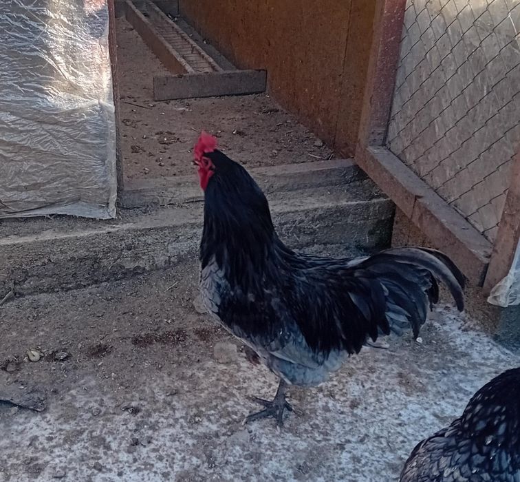 Cocosi Australorp
